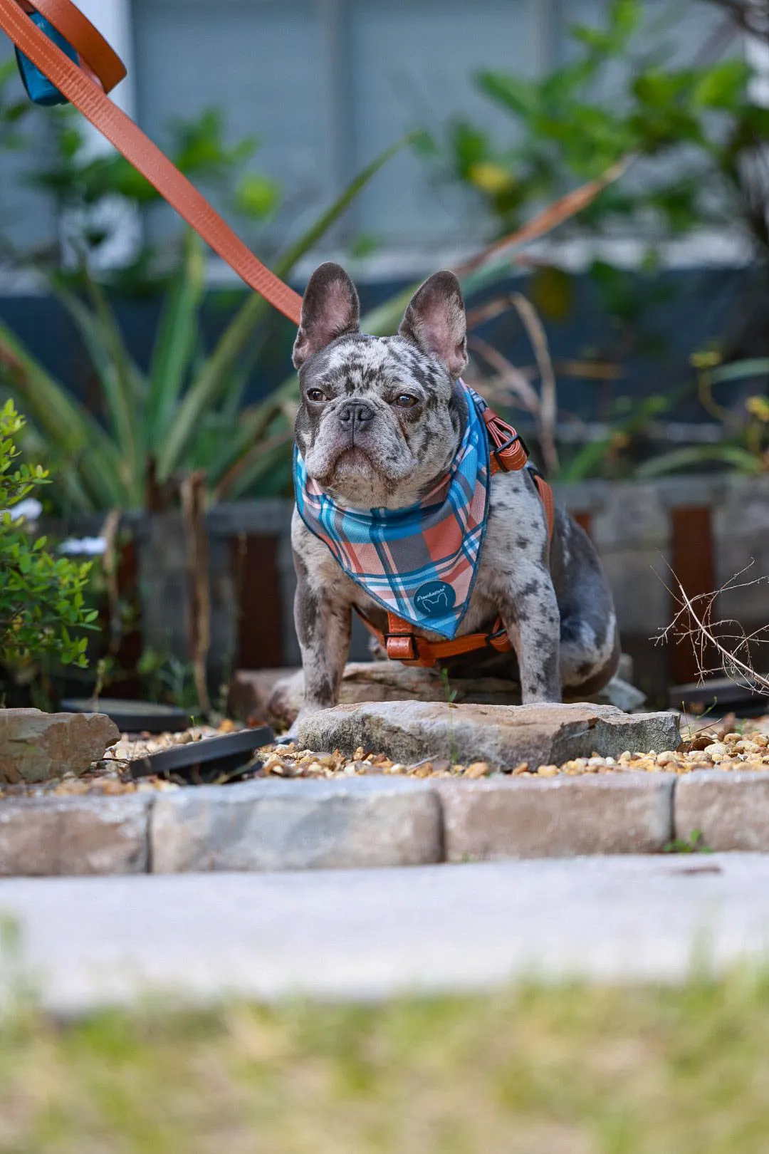 Frenchiestore Dog Cooling Bandana | Sprung